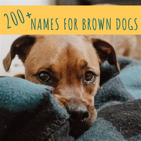 200 Unique Brown Dog Names Chocolate And Golden Brown Pethelpful