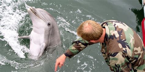 For 60 Years The Us Navy Has Been Training Dolphins And Sea Lions To