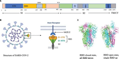 Frontiers Broadly Neutralizing Antibodies Against Emerging Sars Cov 2