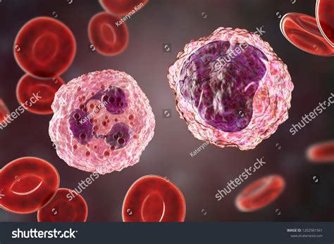 Monocyte Right Neutrophil Left Surrounded By Stock Illustration