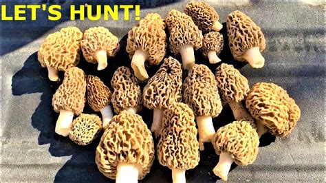 Hunting Morel Mushrooms First Hunt Of The Year Youtube