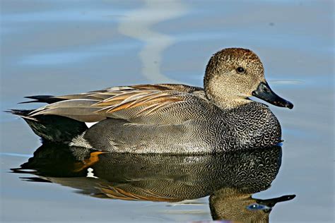 Male Gadwall Duck Anas Strepera Santee Lakes Ca Duck Photography