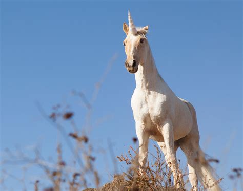 Unicorns Are Real And Lived With Humans
