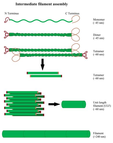 Intermediate Filaments Diagram