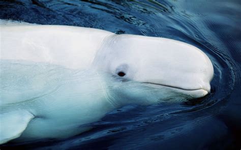 Beluga Whale Species Facts Info And More Wwfca Whale Beluga Whale