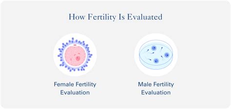 Your Guide To Fertility Evaluation And Testing The Prelude Network®