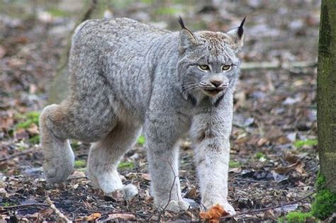 Lynx😍 Feline Adorable Kitten Lynx