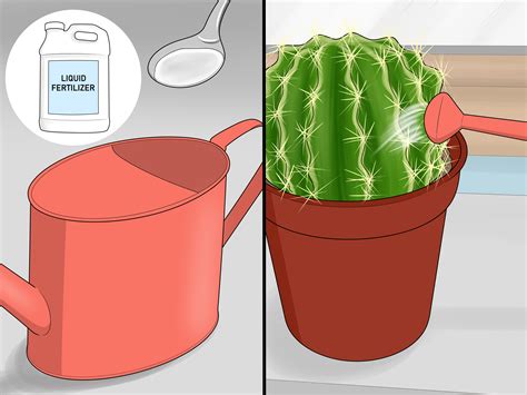 How To Water A Cactus 12 Steps With Pictures Wikihow