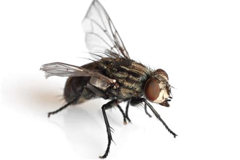 What Are Black Flies Simple Ways To Get Rid Of Them The Pest Rangers