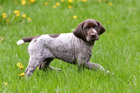 How To Train A German Shorthaired Pointer Puppy Gsp Training Timeline