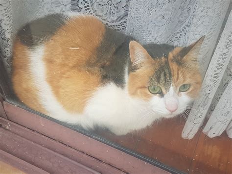 Patches Female Domestic Short Hair Cat In Nsw Petrescue