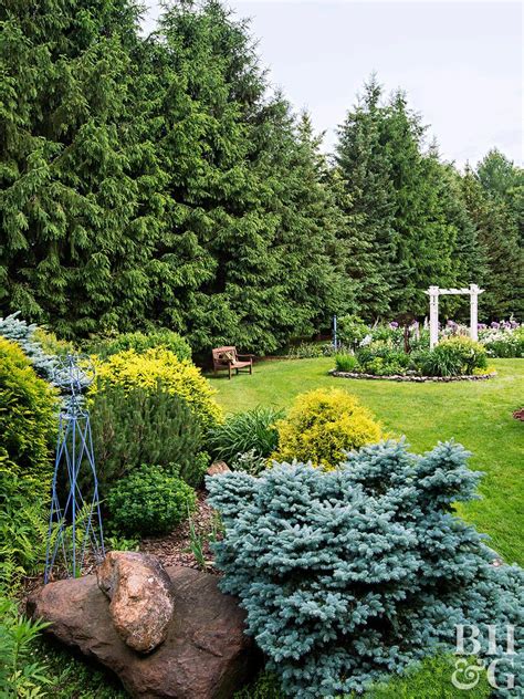 10 Best Evergreen Trees For Privacy And Year Round Greenery Evergreen