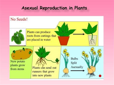 Asexual Reproduction In Plants Ppt