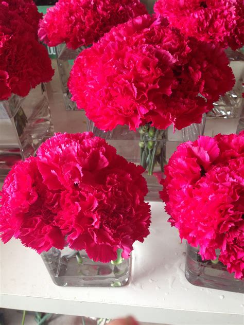 Hot Pink Carnations In Glass Cube Vases Seattle Wa