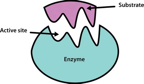 Enzymes Definition Classification And Functions
