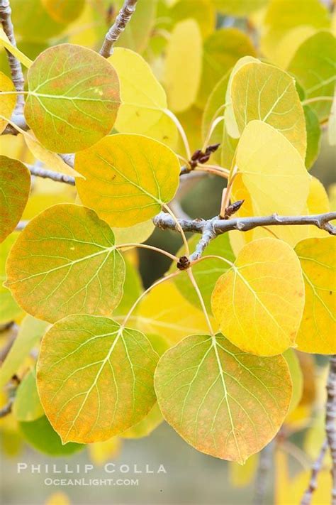 Closeup Of Aspen Leaves As They Turn Yellow In Autumn Rock Creek