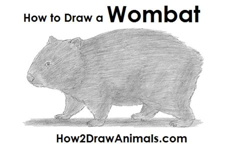 How To Draw A Wombat