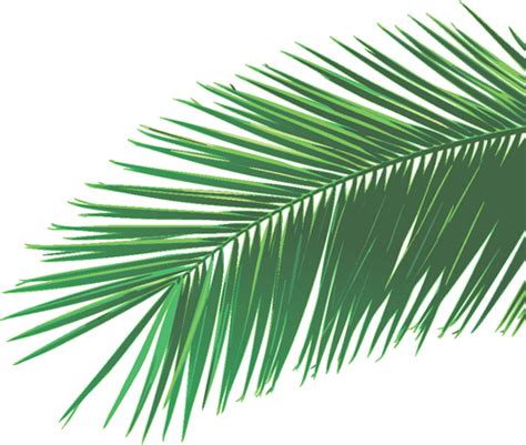 Set Of Green Palm Leaves Vector 04 Free Download
