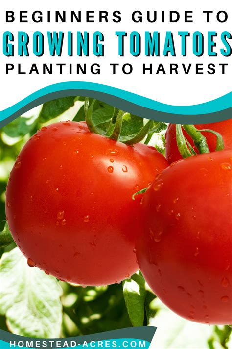 How To Grow Tomatoes Ultimate Beginners Guide Growing Tomatoes