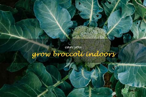 Indoor Gardening Learn How To Grow Broccoli At Home Shuncy