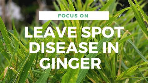 Ginger Disease You Should Watch Out For Leaf Spot Disease Ginger Youtube
