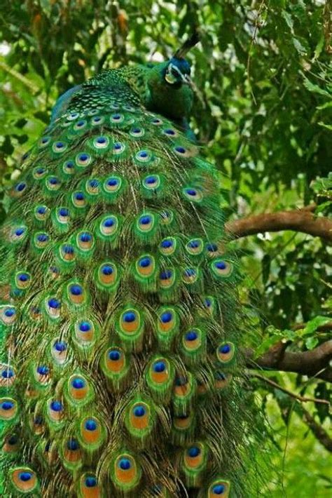 Pin Oleh Elif Akgül Balata Di Peacocks Binatang Burung Cantik Hewan