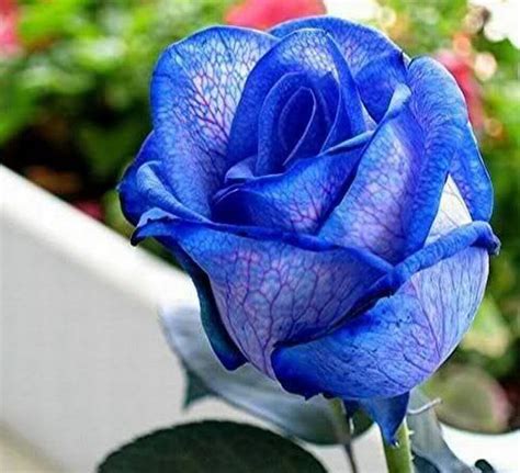 1920x1080px 1080p Free Download Rare Beautiful Blue Rose Rose