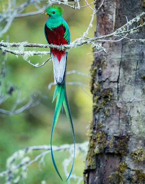 Quetzal Bird Its Tail Feathers Were Used As Currency By The Mayans
