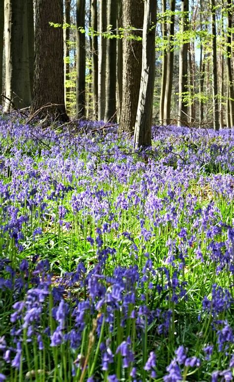 A Visit To The Hallerbos Forest In Spring To See The Lovely Bluebells