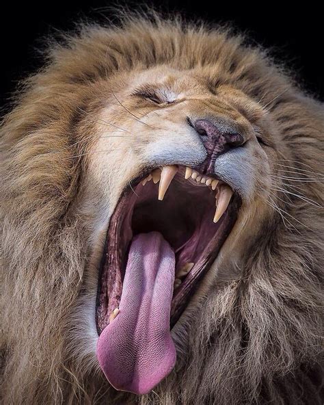 Inside The Mouth Of A Lion Rnatureismetal