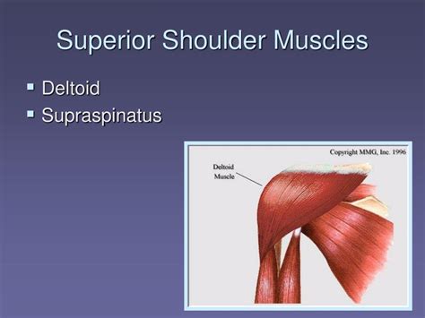 Shoulder Flexion Muscles