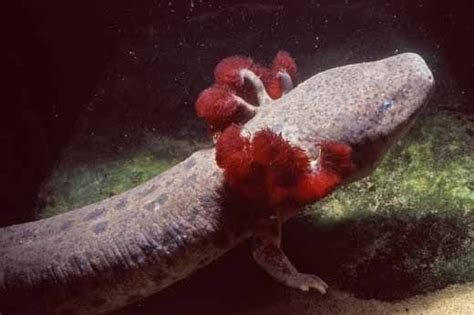 17 Best Images About Mudpuppy Aka Waterdog On Pinterest Facts