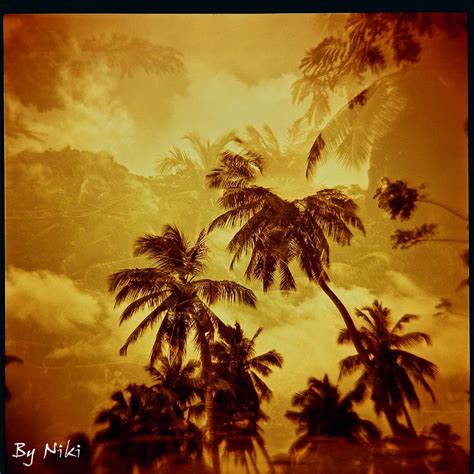 The Palm Trees By Niki Photography