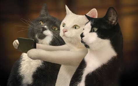 Funny Cat Images For Laugh Humorous Hd Wallpaper