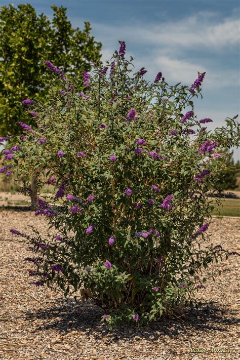 The Butterfly Bush How To Grow One That You And The Butterflies Will