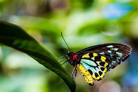 Multi Color Butterfly Photograph By Tim Johnson