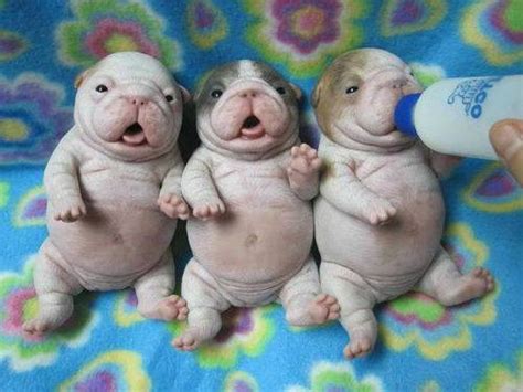 9 best fat dogs images on pinterest | fat dogs, funny. Those puppy look like baby sea cow without flipper. | Dogs ...