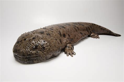 Japanese Giant Salamander Mad Scientists R Us