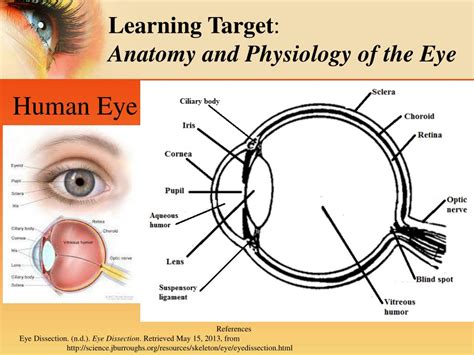 Ppt Sheeps Eye Dissection Inside And Out Powerpoint Presentation Id