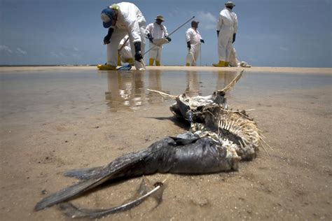 Halliburton Zahlt Opfern Der Deepwater Horizon Ölkatastrophe 11
