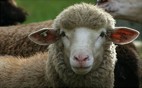 Schönes Schaf Foto And Bild Tiere Haustiere Nutztiere Bilder Auf
