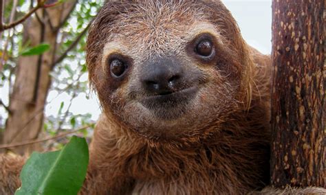 Species Spotlight Sloth Pages Wwf