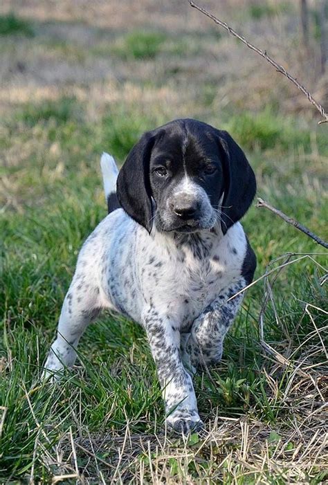 The skull is slightly round on top, broad and arched on. German Shorthaired Pointer - Smart Friendly (With images) | German shorthaired pointer dog ...