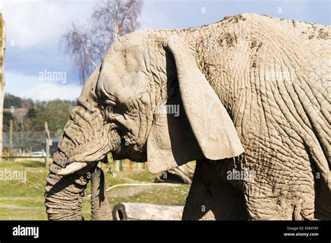 Old African Elephant Stock Photo Alamy