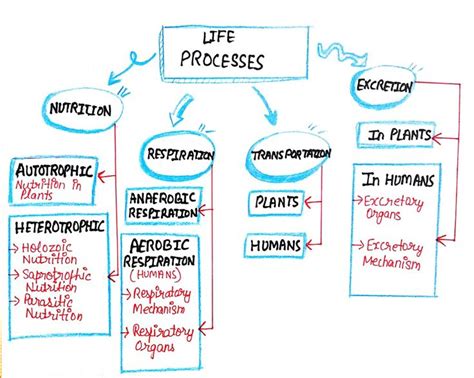 Life Processes Mind Map Mind Map Design Mind Map Notes Life