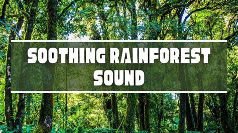 Soothing Rainforest Sound Meditation Video Youtube