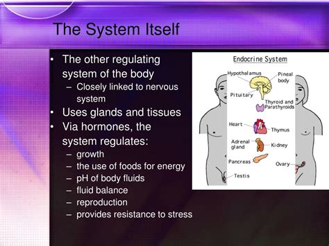 Ppt Endocrine System Powerpoint Presentation Free Download Id6191408