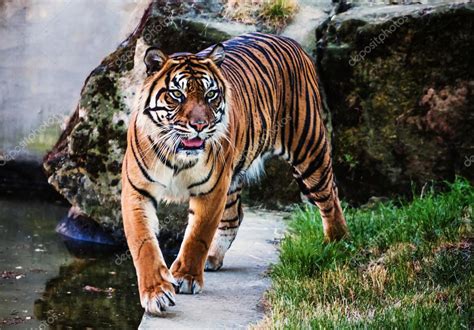 Sumatran Tiger — Stock Photo © Abxyz 82416084