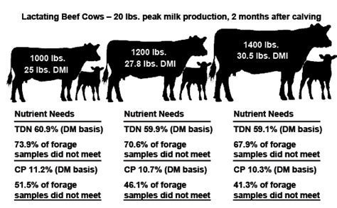 Energy In Beef Cattle Diets Mississippi State University Extension