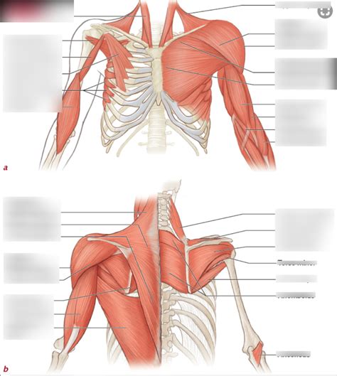 Shoulder Muscle Anatomy Diagram Muscles Of The Pectoral Girdle And